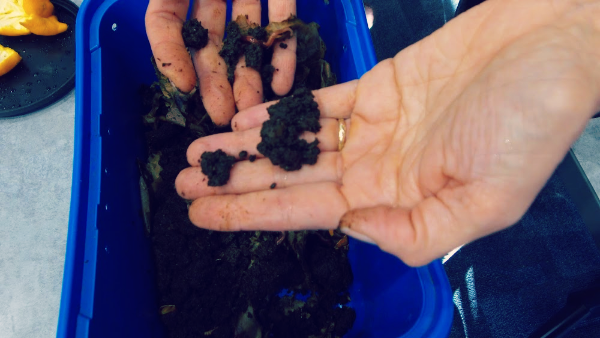 Worm Composting 7 Worm Composting 7